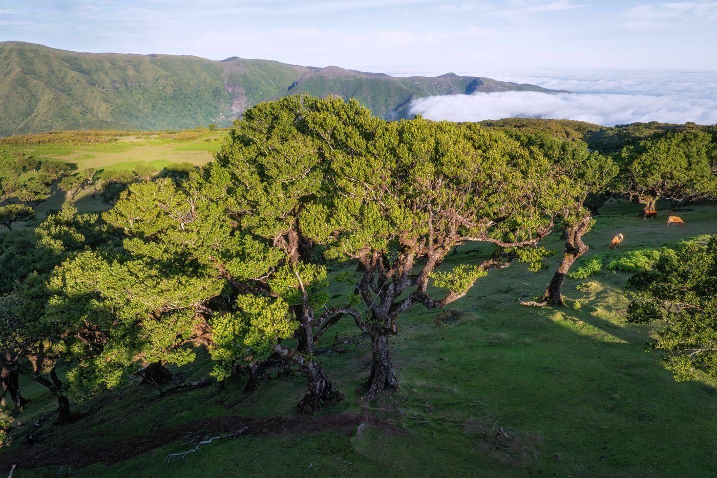 Ancient laurel trees in cloud on the Fanal plateau, Madeira